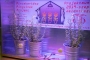 XI. LED konferencia az Egyetemen